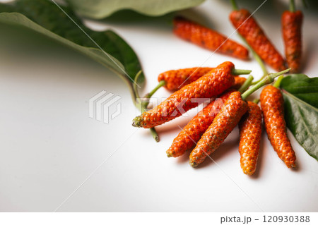 背景白のヒハツ 背景白のヒハツ 120930388