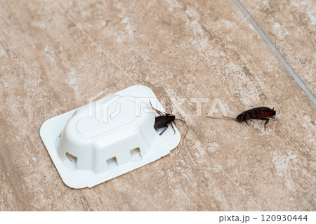 A close-up view of a cockroach near a pest control trap on a tiled floor. 120930444