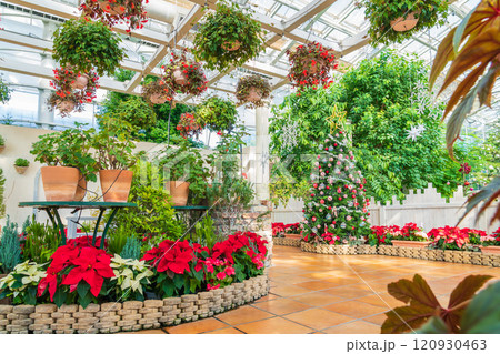 冬のはままつフラワーパーク、クリスマス展示〈静岡県浜松市〉 冬のはままつフラワーパーク、クリスマス展示〈静岡県浜松市〉 120930463