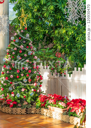 冬のはままつフラワーパーク、クリスマス展示〈静岡県浜松市〉 120930470