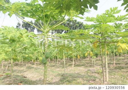 raw papaya on tree in farm for harvest raw papaya on tree in farm for harvest 120930556