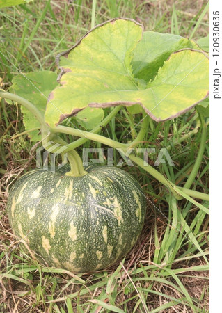 pumpkin plant on farm for harvest pumpkin plant on farm for harvest 120930636