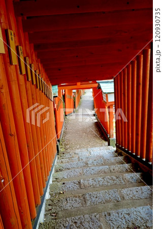 太鼓谷稲荷神社の表参道 千本鳥居の風景 島根県鹿足郡津和野町 太鼓谷稲荷神社の表参道 千本鳥居の風景 島根県鹿足郡津和野町 120930735
