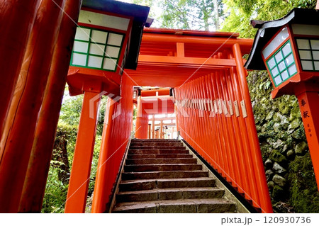 太鼓谷稲荷神社の表参道 千本鳥居の風景　島根県鹿足郡津和野町 120930736