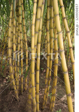 sugarcane plant on farm for harvest sugarcane plant on farm for harvest 120930857