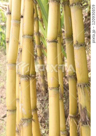 sugarcane plant on farm for harvest sugarcane plant on farm for harvest 120930859