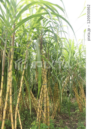 sugarcane plant on farm for harvest 120930862