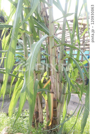 sugarcane plant on farm for harvest 120930863