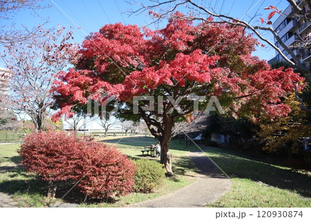 紅葉の新横浜駅前公園 120930874