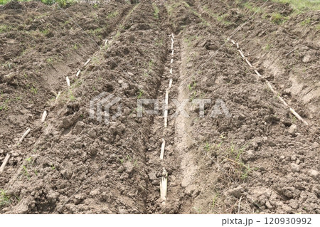 sugarcane seedling on field for harvest are cash crops 120930992