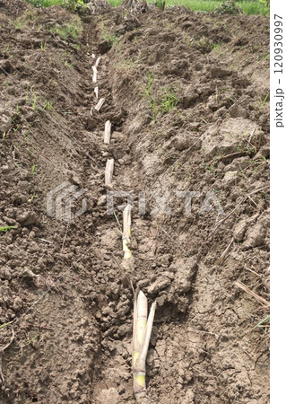 sugarcane seedling on field for harvest are cash crops 120930997