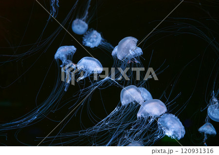 Group of Sanderia Malayensis, Amakusa Jellyfish swimming in aquarium pool with blue neon light Group of Sanderia Malayensis, Amakusa Jellyfish swimming in aquarium pool with blue neon light 120931316