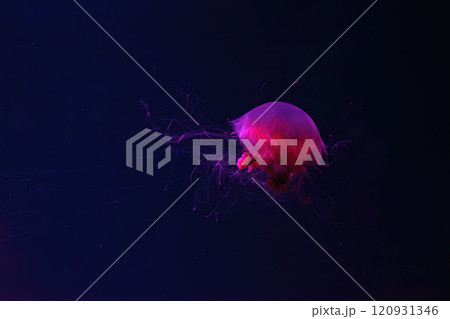 Fluorescent lion's mane jellyfish swimming underwater aquarium pool with red neon light. 120931346