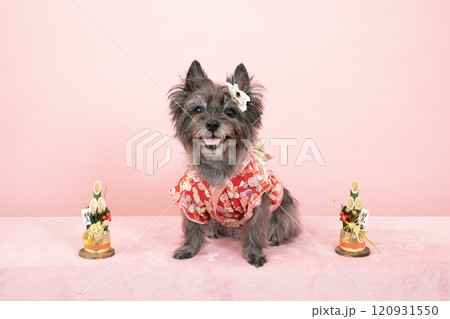 ピンクバックと門松と微笑むケアーンテリア ピンクバックと門松と微笑むケアーンテリア 120931550