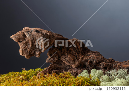 Dried wooden snag with natural moss and lichen. Dried wooden snag with natural moss and lichen. 120932113