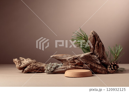 Abstract north nature scene with a composition of lichen, pine branches, and dry snags. 120932125