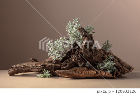 Nature scene with a composition of lavender and dry snags. 120932126