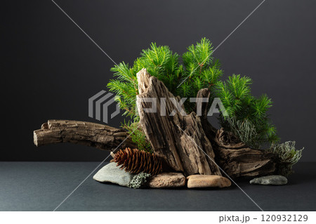 Abstract north nature scene with a composition of spruce branches, stones, and dry snags. 120932129