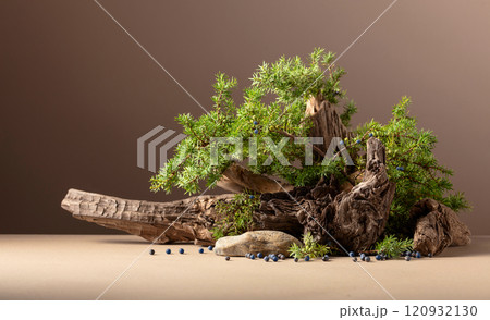 Abstract nature scene with a composition of juniper and dry snags. 120932130