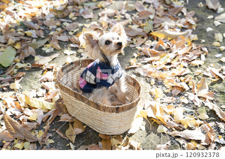 紅葉した落ち葉とカゴに入ったヨークシャテリア 120932378