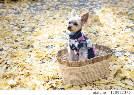 紅葉したイチョウとカゴに入ったヨークシャテリア 120932379