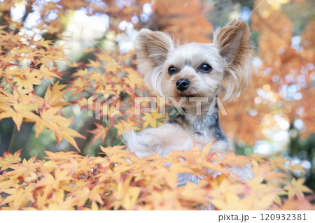 紅葉したモミジとカゴに入ったヨークシャテリア 紅葉したモミジとカゴに入ったヨークシャテリア 120932381