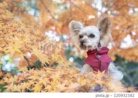 紅葉したモミジとカゴに入ったヨークシャテリア 120932382