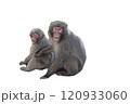寄り添う二匹の猿 120933060
