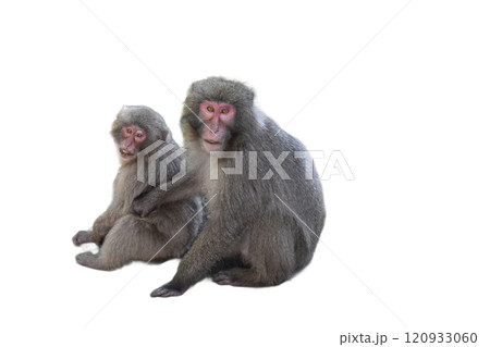 寄り添う二匹の猿 120933060