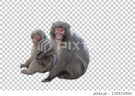 寄り添う二匹の猿 120933060