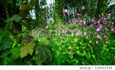 Image features a sapling with large, dark-colored leaves. Behind it are numerous delicate pink flowering plants amid a forest setting. Image features a sapling with large, dark-colored leaves. Behind it are numerous delicate pink flowering plants amid a forest setting. 120933148