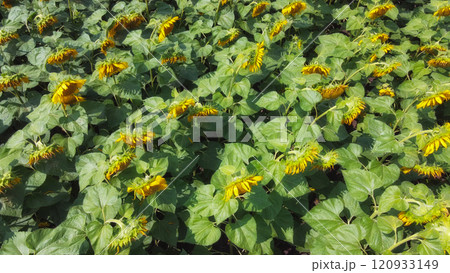 Sunflower flowers in the field, top view. Sunflower flowers in the field, top view. 120933149