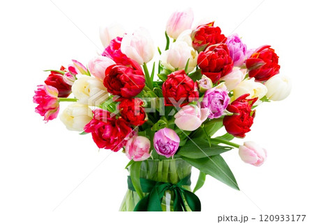 pink and violet tulip flowers in metal pot pink and violet tulip flowers in metal pot 120933177