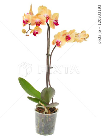 Golden with red Christmas ball Golden with red Christmas ball 120933193