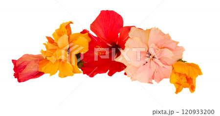 hibiscus flower border hibiscus flower border 120933200