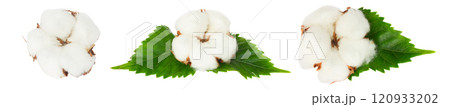 Cotton plant bud 120933202