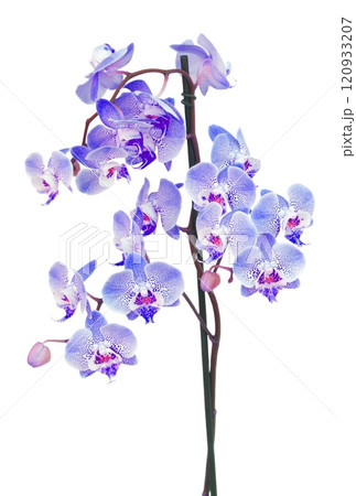 orchid flowers branch orchid flowers branch 120933207