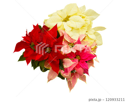 Poinsettia flower - christmas star 120933211