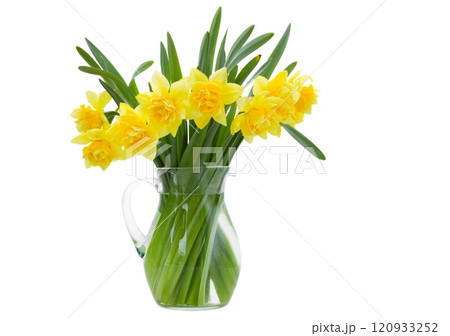 narcissus flowers in vase 120933252