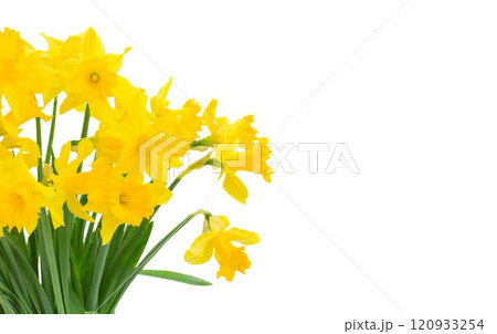 narcissus flowers in vase narcissus flowers in vase 120933254