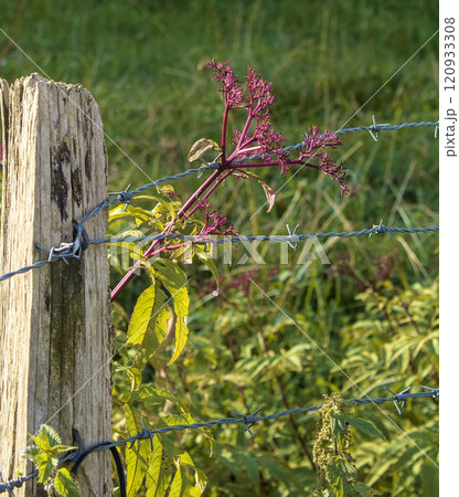 wooden post with flower 120933308