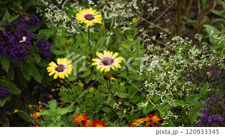 Color Diversity of Flowers in the Garden Color Diversity of Flowers in the Garden 120933345