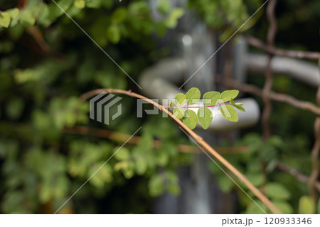 Gate in Blooming Bushes: A Path to Nature Gate in Blooming Bushes: A Path to Nature 120933346