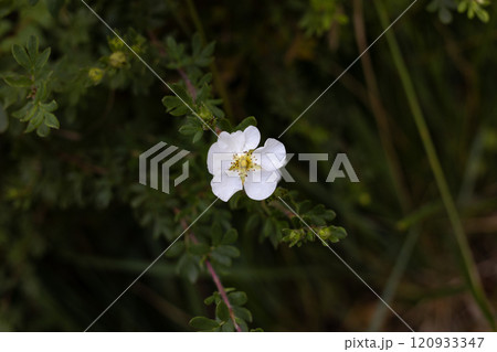 The white Flower Among Greenery 120933347