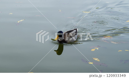 Duck Swimming on the Pond 120933349