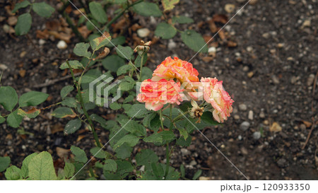 Blooming Bush Rose in the Garden 120933350