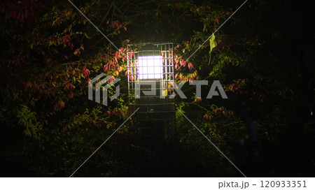 Night Landscape with a Lantern in the Bushes Night Landscape with a Lantern in the Bushes 120933351
