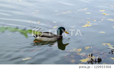 Duck Swimming on the Pond 120933368