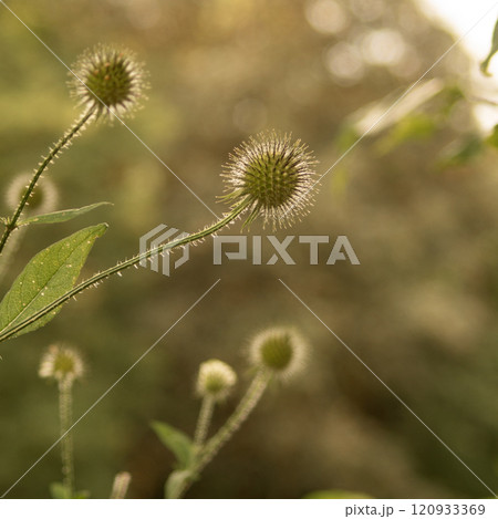Thorn Illuminated by Sunlight 120933369