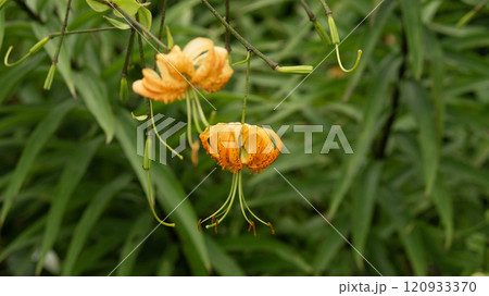 Blooming Daylily in the Garden Blooming Daylily in the Garden 120933370
